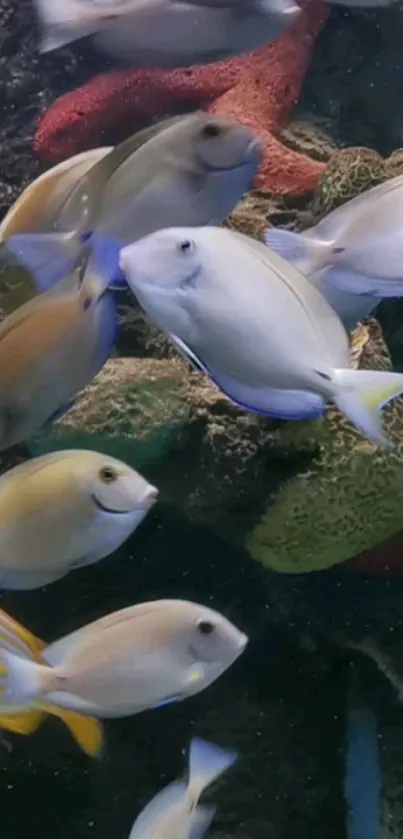 Colorful aquarium fish swimming underwater.