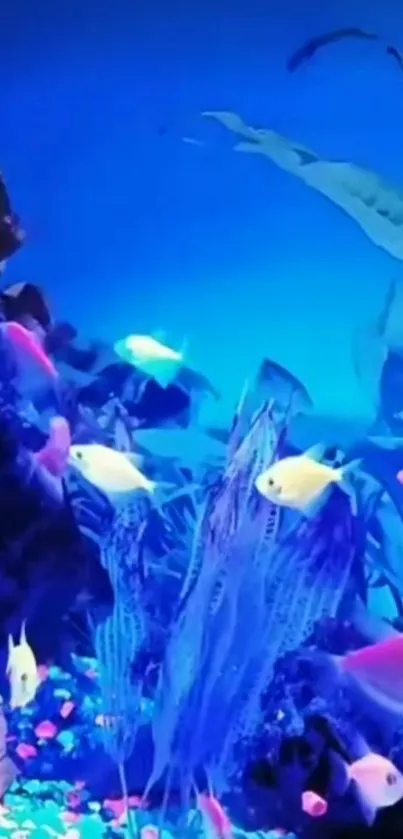 Vibrant aquarium with colorful fish swimming and lush plants.