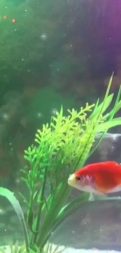 Vibrant fish swimming in a lush aquarium with green plants.