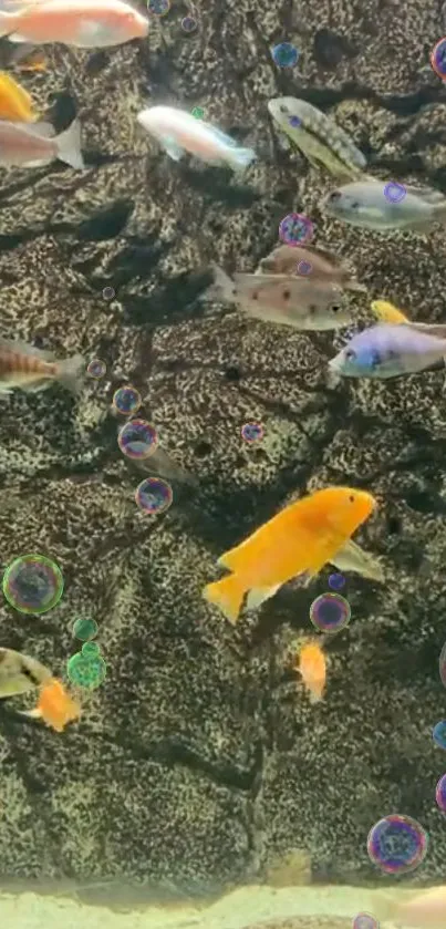 Vibrant fish swimming in an aquarium with bubbles and a dark, textured backdrop.