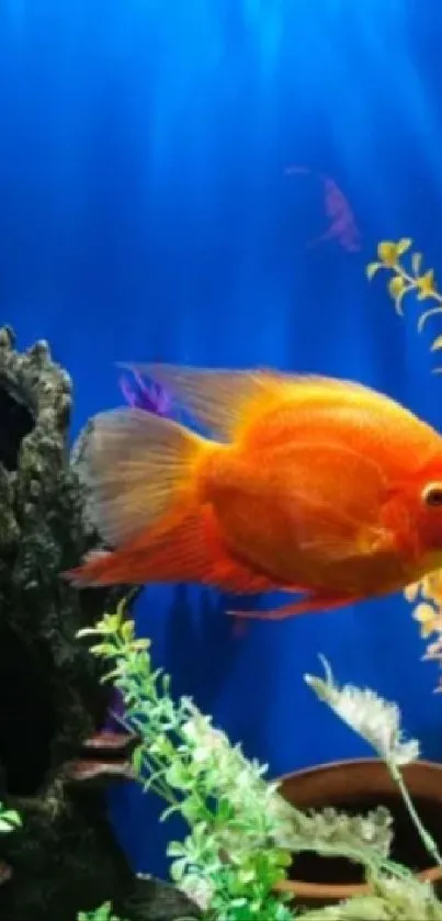 Colorful aquarium with a vivid orange fish and aquatic plants.