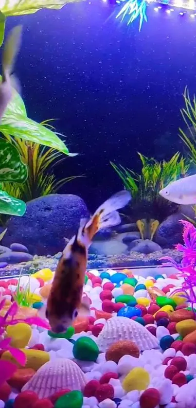 Colorful aquarium with vibrant fish and plants.