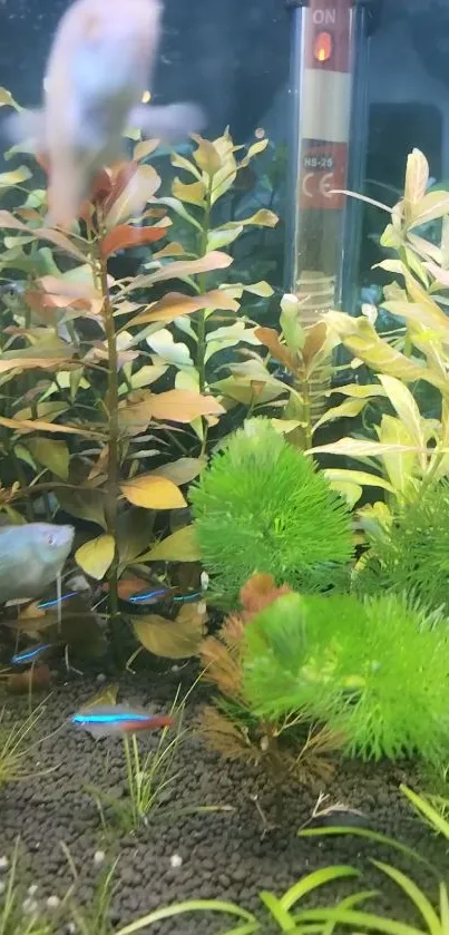 Aquarium scene with green plants and colorful fish.