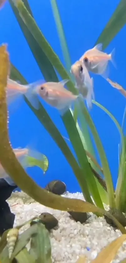 A colorful aquarium scene with fish swimming among green plants and blue background.