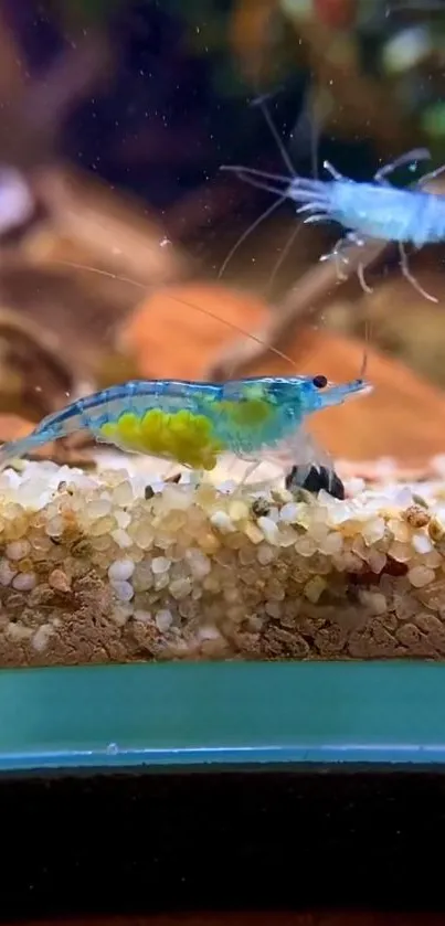 Close-up of vibrant aquarium shrimp in natural habitat.