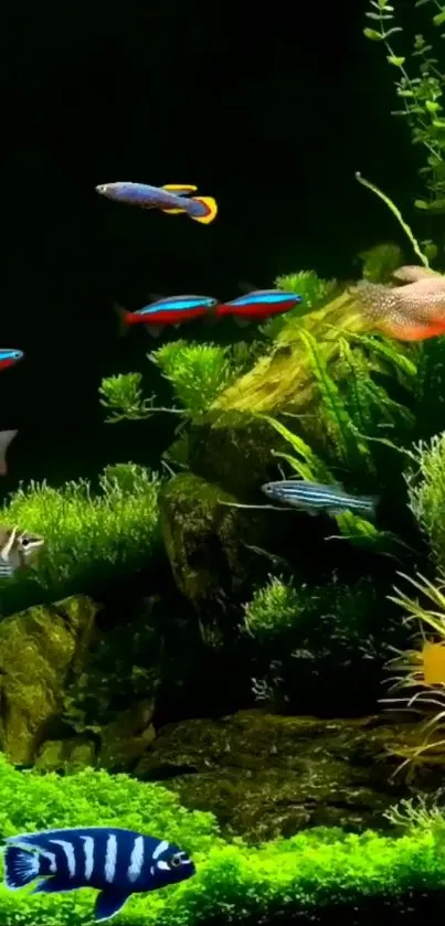Exotic fish swimming among lush plants in a vibrant aquarium scene.