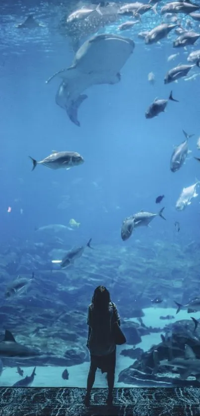 Silhouette of person gazing at fish in a large aquarium.