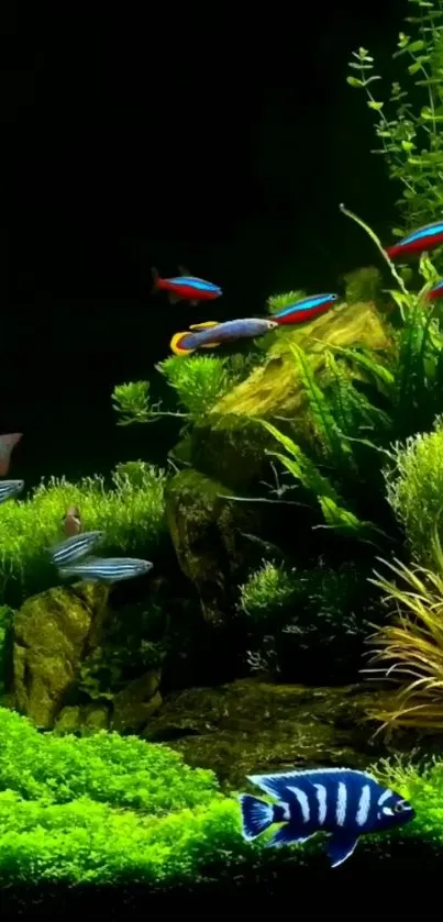 Vibrant aquarium with colorful fish and lush green plants.