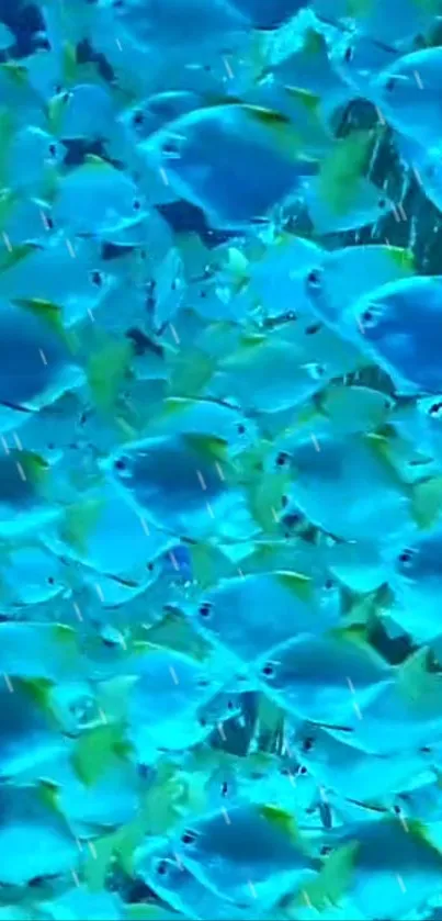 A vibrant group of blue fish swimming underwater, perfect for mobile wallpaper.