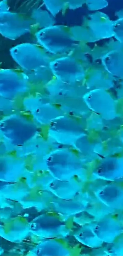 A school of vibrant blue fish swimming in an underwater setting.