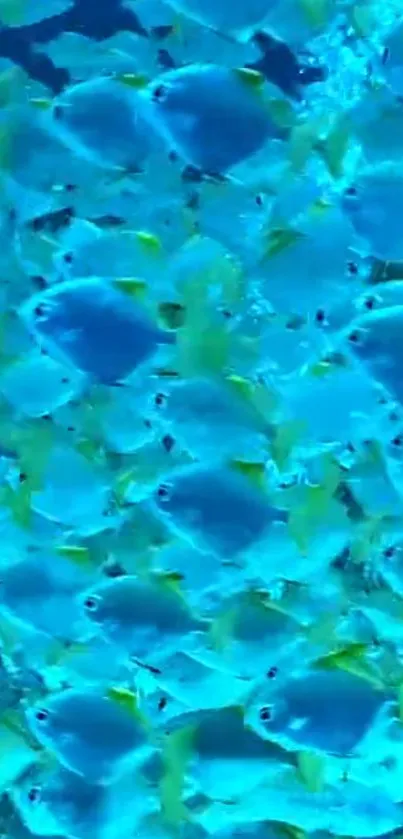 Vibrant school of turquoise fish swimming underwater.