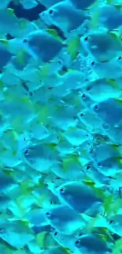 Colorful school of fish swimming underwater