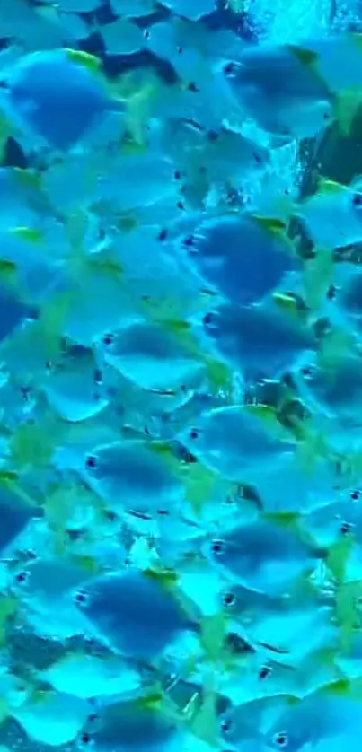 Vibrant school of fish swimming in blue water wallpaper.