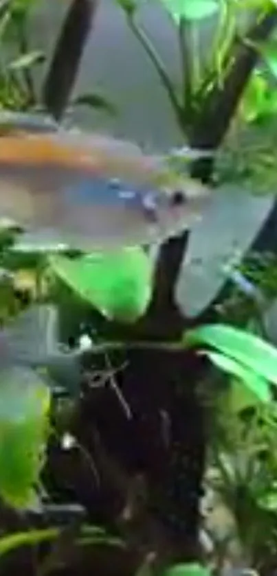 Close-up of colorful fish swimming among lush green plants in an aquarium.