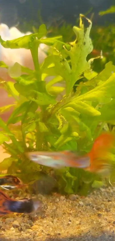 Colorful fish swim among lush green plants.