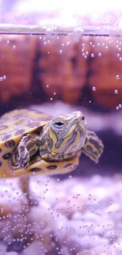 Aquatic turtle in lavender-toned water bubbles.