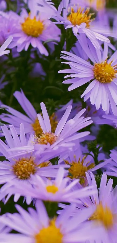 Mobile wallpaper featuring vibrant purple asters with yellow centers.