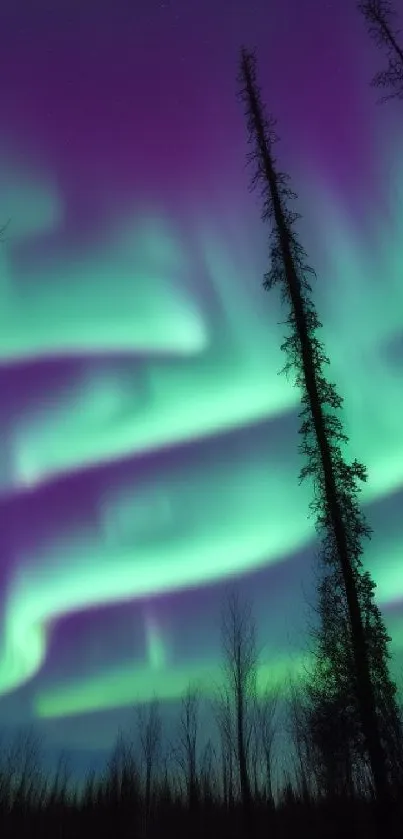 Aurora Borealis over a forest with vivid purple and green hues.