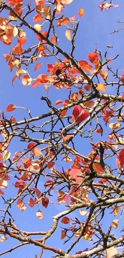 Orange autumn leaves against a blue sky.