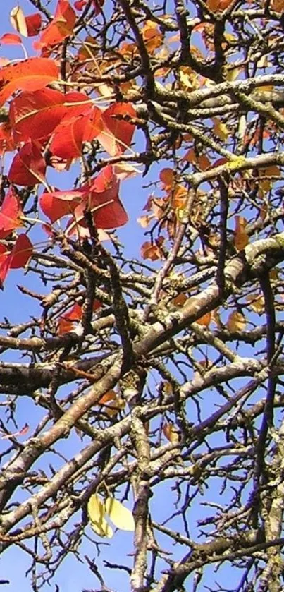 Vibrant red leaves on autumn branches against blue sky.