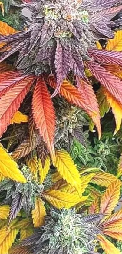 Colorful cannabis plant with autumn leaves and purple buds.