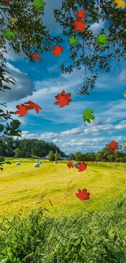 Colorful autumn leaves in a bright countryside landscape against a blue sky.