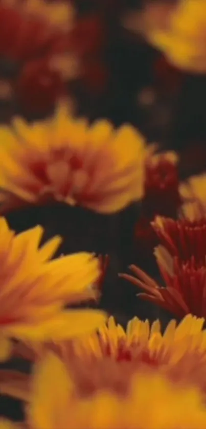 Orange autumn flowers in dark background wallpaper