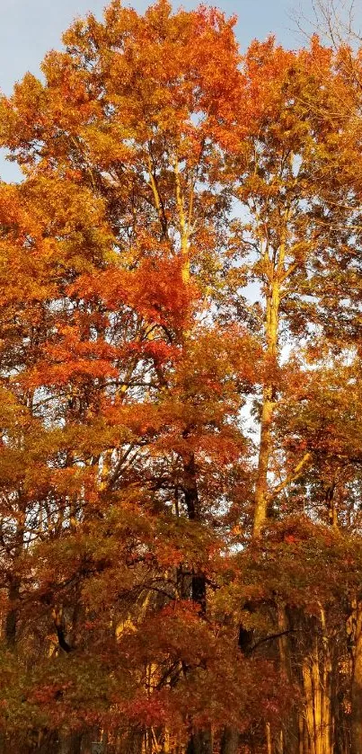 Autumn trees with vibrant orange and red leaves under a blue sky.