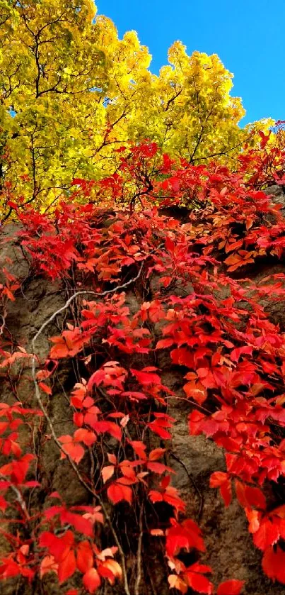 Bright red and yellow leaves on a rock wall with a clear blue sky.