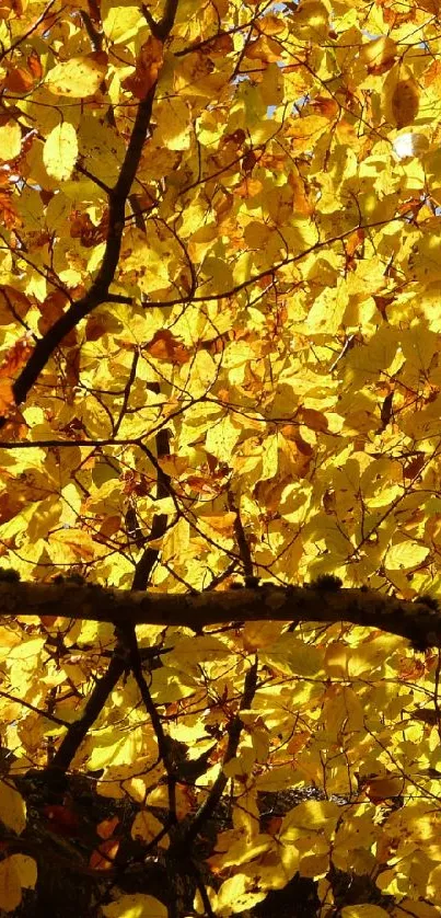 Vibrant golden yellow autumn leaves with sunlit branches.