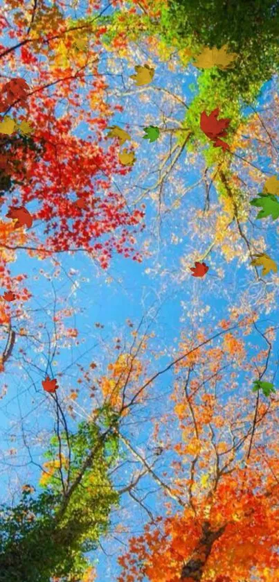 Colorful autumn leaves against a blue sky.