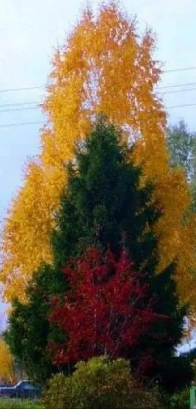 Colorful autumn trees with vibrant foliage.