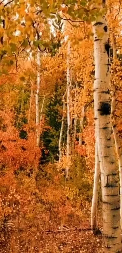 A vibrant autumn forest with golden birch trees and leaves.