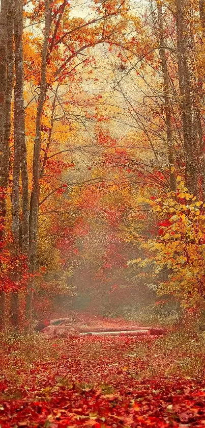 Vibrant autumn forest path with colorful leaves carpeting the ground.