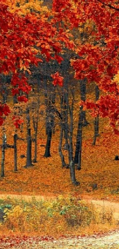 Autumn forest path with vibrant red leaves and a winding trail in the woods.