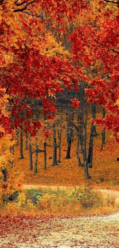 Scenic forest path with vibrant red and orange fall foliage.