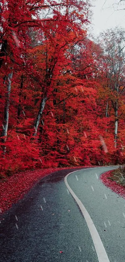 Winding road through red autumn forest.