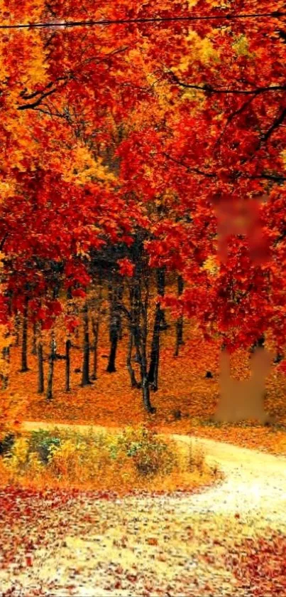 A vibrant autumn forest path with rich red and orange leaves.