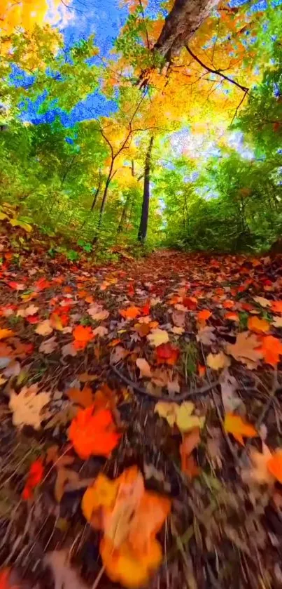 Vibrant autumn forest path with colorful leaves and blue sky.