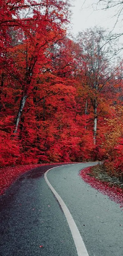 Winding road through vibrant red autumn forest.