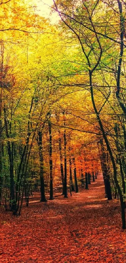 Vibrant autumn forest path with colorful fall leaves.