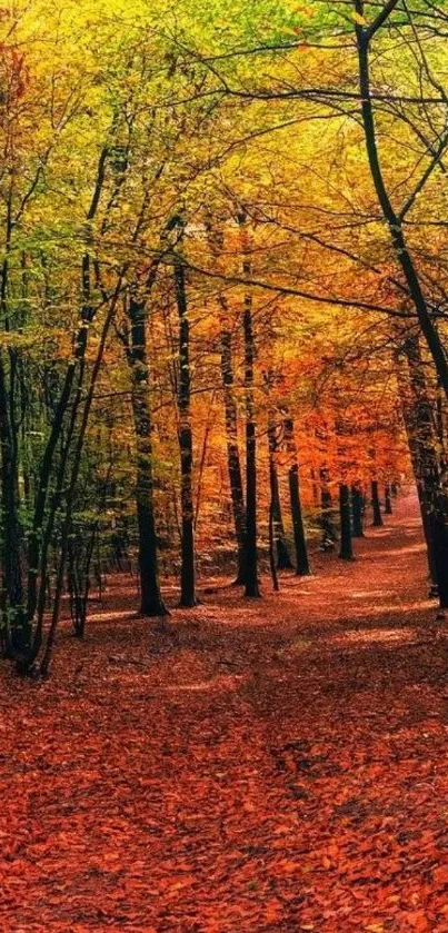 Autumn forest path with vibrant orange leaves and tall trees.