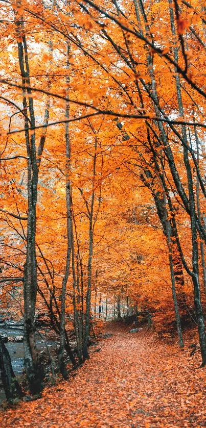 Path through a forest with vibrant orange autumn leaves.