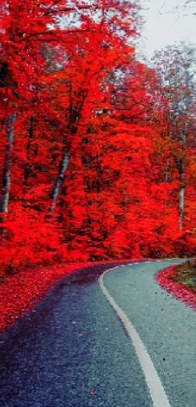 A vibrant autumn forest path with red foliage and a winding road.