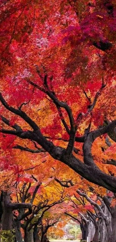 Vibrant autumn forest path with colorful leaves.