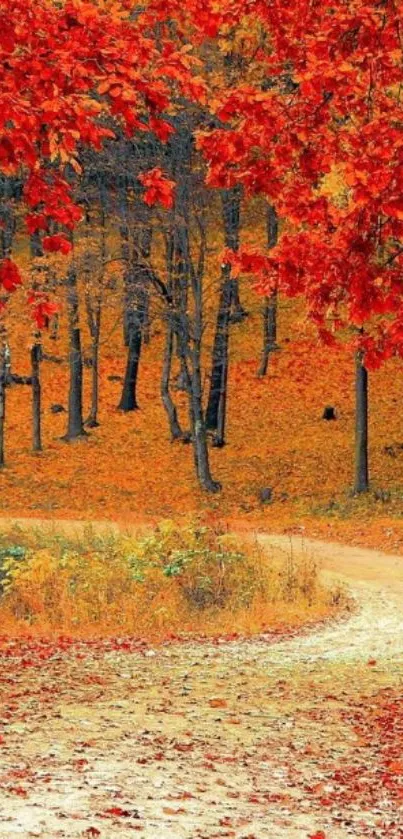 Autumn forest with vibrant red and orange leaves lining a tranquil curved path.