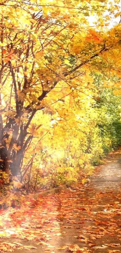 Beautiful autumn forest pathway with vibrant golden leaves.