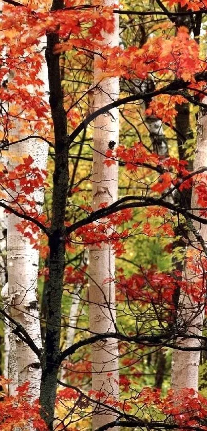 Vibrant autumn forest with red and orange leaves.