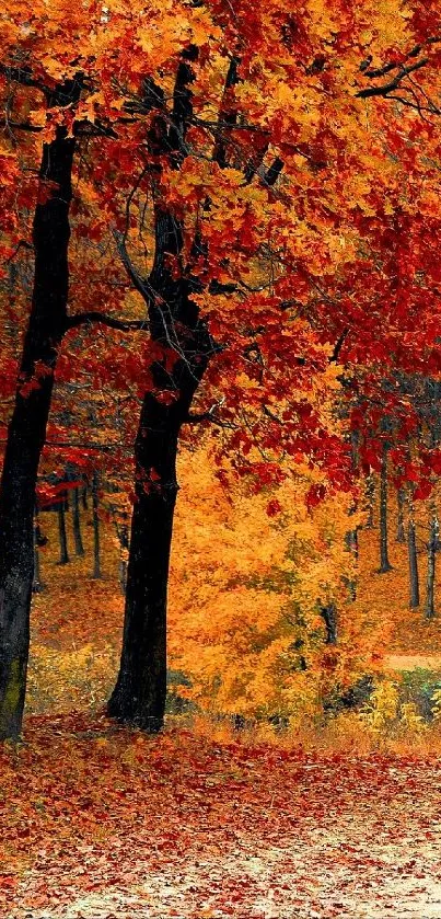 Vibrant autumn forest wallpaper with red and orange leaves.