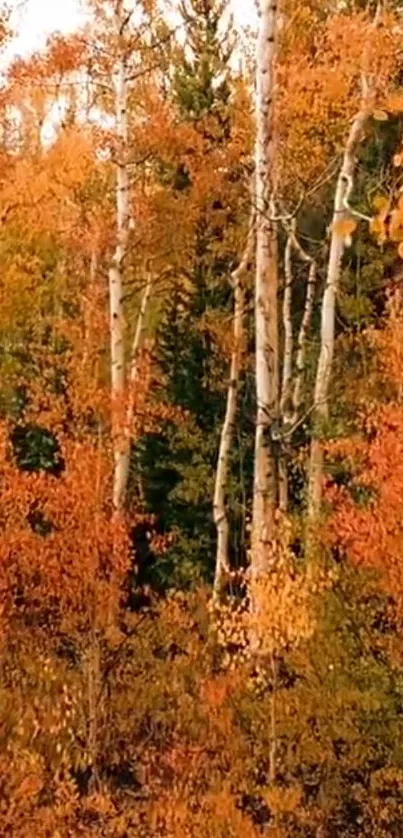 Vibrant autumn forest with orange trees.